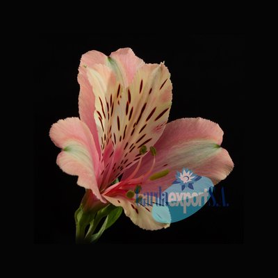 Альстромерия Dirty Dancing