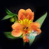Альстромерия Orange Queen (Эквадор)