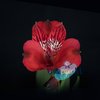 Альстромерия Romance