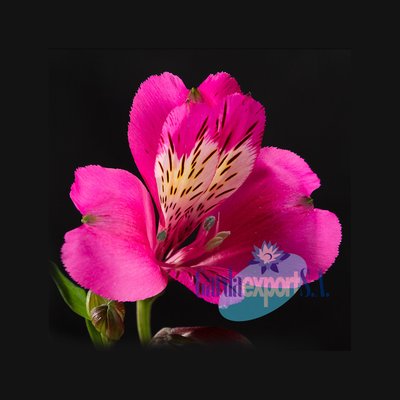 Альстромерия Stratus (Эквадор)