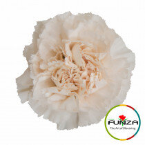 Гвоздика Brut