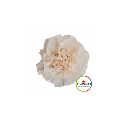 Гвоздика Brut