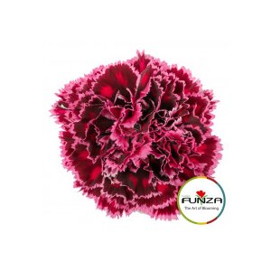 Гвоздика Burgundy