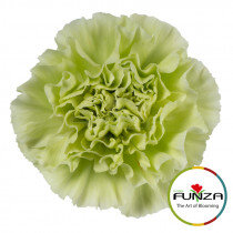 Гвоздика Selva