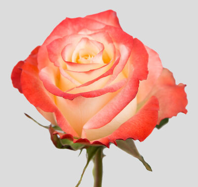 Роза CABARET (Эквадор)