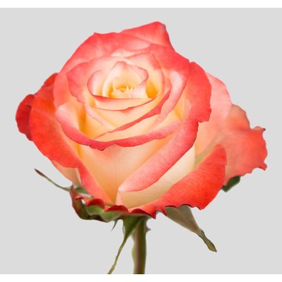 Роза CABARET (Эквадор)