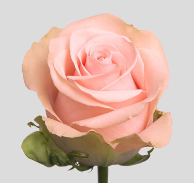 Роза LUCIANO (Эквадор)