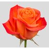 Роза ORANGE CRUSH (Эквадор)