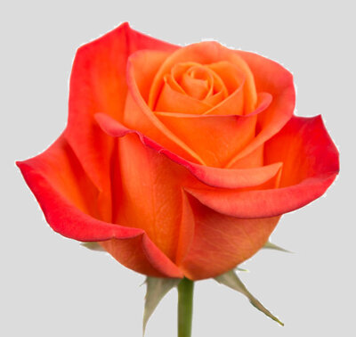 Роза ORANGE CRUSH (Эквадор)