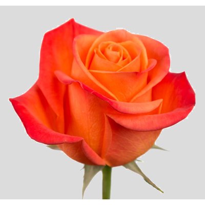 Роза ORANGE CRUSH (Эквадор)