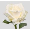 Роза WHITE CHOCOLATE (Эквадор)