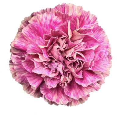 Гвоздика Antigua (Эквадор)