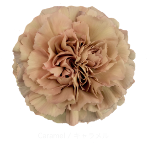 Гвоздика Caramel (Эквадор)