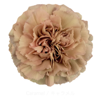 Гвоздика Caramel (Эквадор)