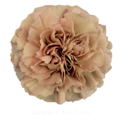 Гвоздика Caramel (Эквадор)