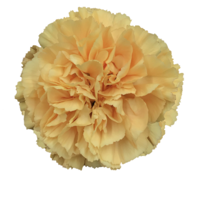 Гвоздика Carolinegold