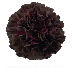 Гвоздика Copperextasis