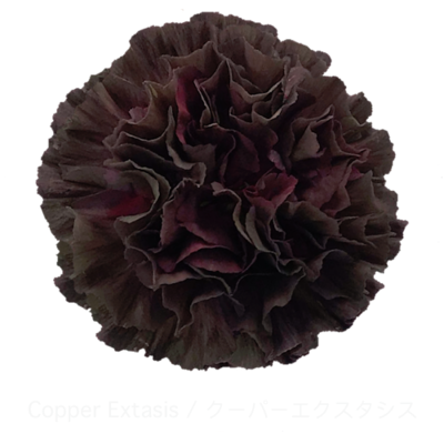 Гвоздика Copperextasis