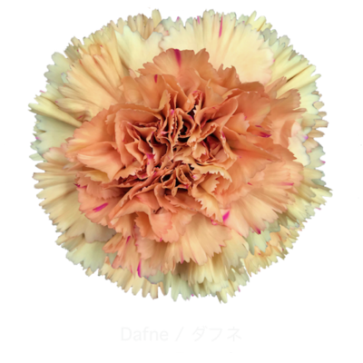 Гвоздика Dafne