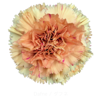 Гвоздика Dafne