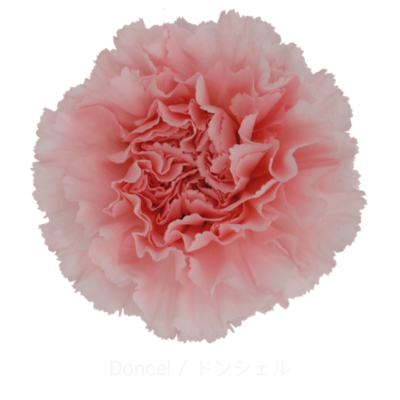 Гвоздика Doncel