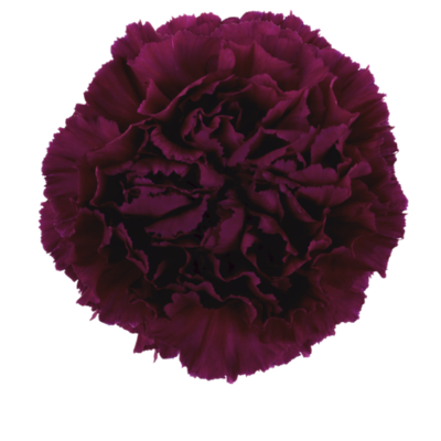 Гвоздика Golem (Эквадор)