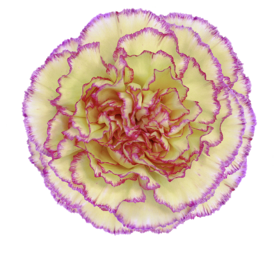 Гвоздика Komachifiesta