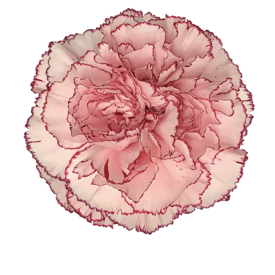 Гвоздика Mariposa