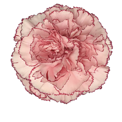 Гвоздика Mariposa