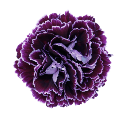 Гвоздика Minerva (Эквадор)