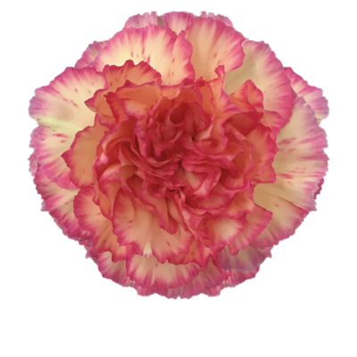 Гвоздика Sunnykomachi