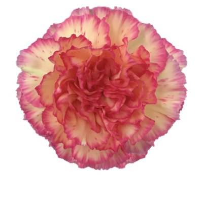 Гвоздика Sunnykomachi