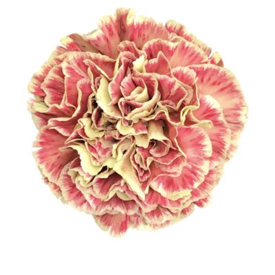 Гвоздика Winecover