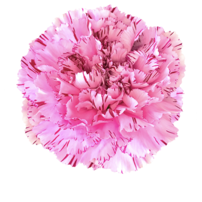Гвоздика Yucarioscuro