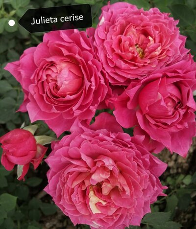 Роза кустовая Xflora Jukieta Cerise 
