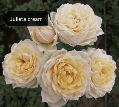 Роза кустовая Xflora Julieta Cream 