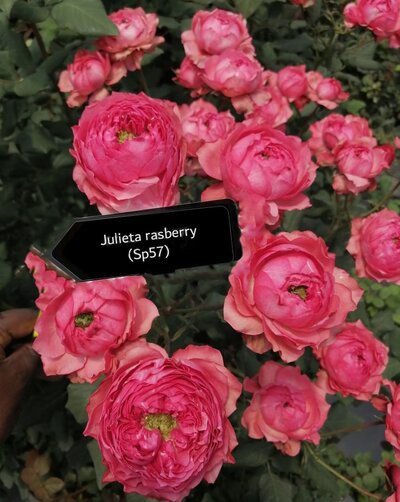 Роза кустовая Xflora ulieta Rasberry 