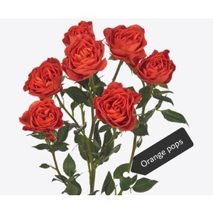 Роза кустовая Xflora Orange Pops 