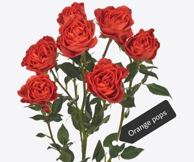Роза кустовая Xflora Orange Pops 