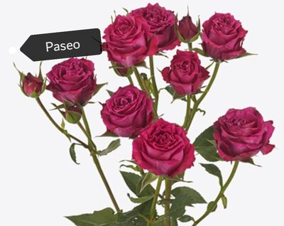 Роза кустовая Xflora Paseo 