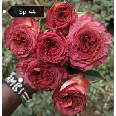 Роза кустовая Xflora Sp 44 