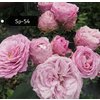 Роза кустовая Xflora Sp 54 