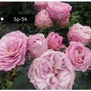 Роза кустовая Xflora Sp 54 