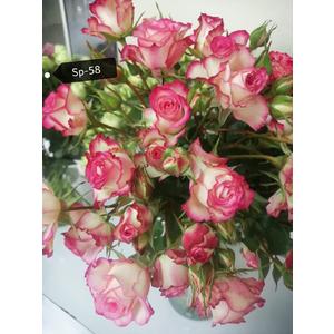 Роза кустовая Xflora Sp 58