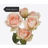 Роза кустовая Xflora Tender Blossoms 