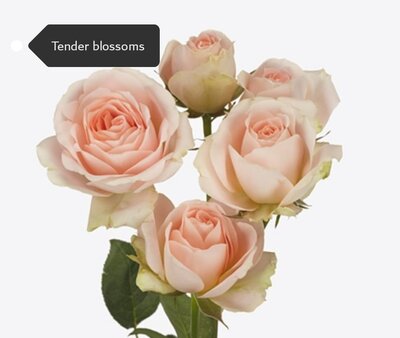 Роза кустовая Xflora Tender Blossoms 