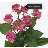 Роза кустовая Xflora Wild Moments 
