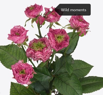 Роза кустовая Xflora Wild Moments 