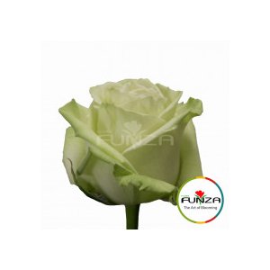 Роза Green Tea