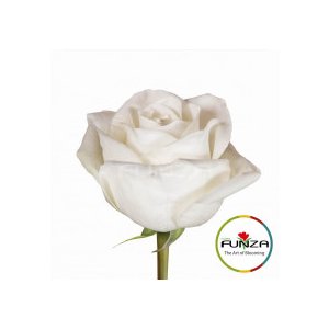 Роза High And Pure